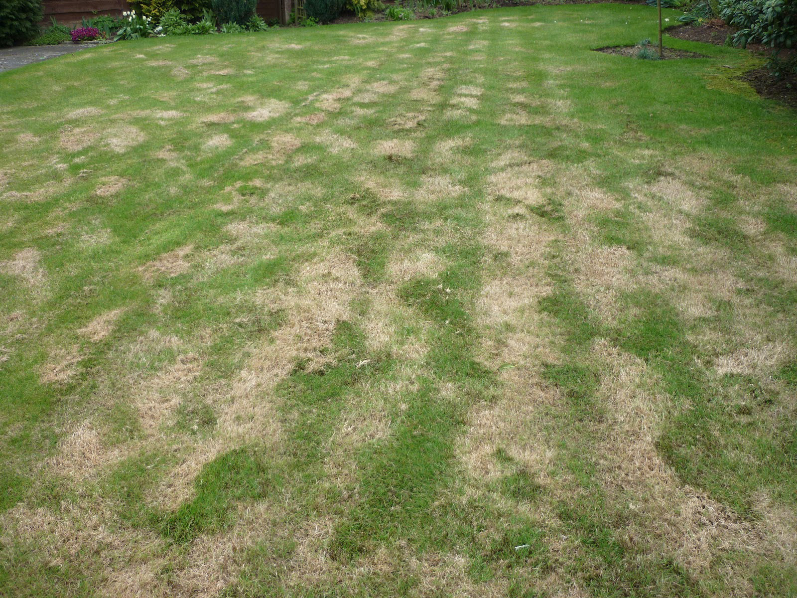 Lawn Restoration Tips